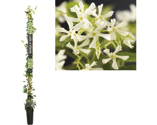 Jasmin étoilé FloraSelf Trachelospermum jasminoides h env. 190 cm Co 5.25 l Jasmin parfumé en pot avec treillis et fleurs blanches