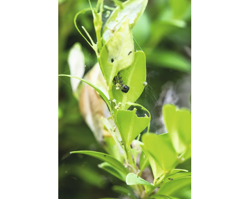 Buchsbaum mit Buchsbaumzünslerbefall und Gespinst