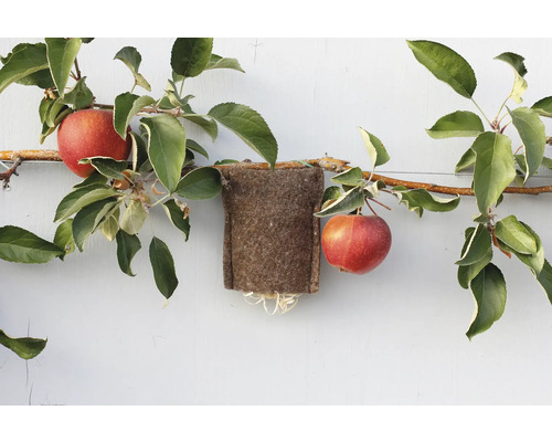 Apfelbaum mit Äpfeln und einem Insektenschutzbeutel