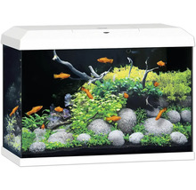Aquarium mit Fischen, Pflanzen und Steinen