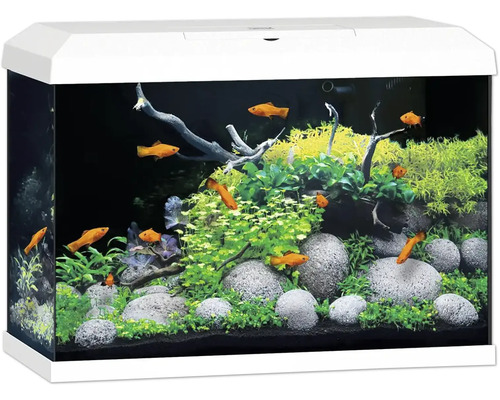 Aquarium mit Fischen, Pflanzen und Steinen