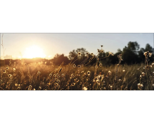 Leinwandbild Dried Flowers In The Evening 77x27 cm