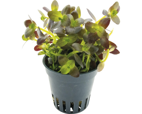 Plante aquatique en pot