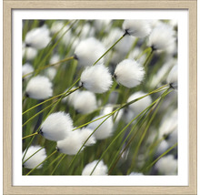 Image encadrée avec linaigrette