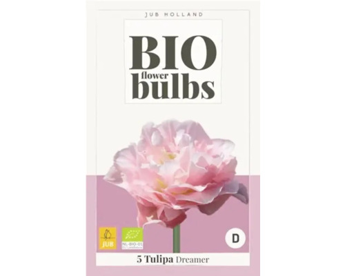 Bio Blumenzwiebeln Tulipa Dreamer