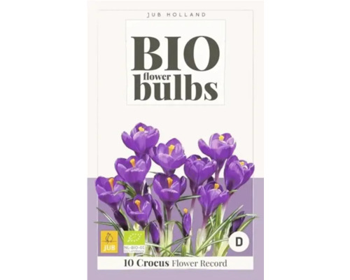 Bio Blumenzwiebeln Crocus Flower Record