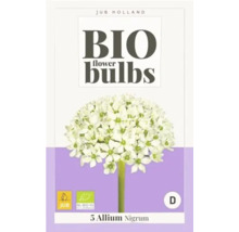 Verpackung mit 5 Allium Nigrum Bio Blumenzwiebeln