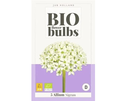 Bio Blumenzwiebeln Allium Nigrum