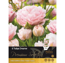 Packung mit 5 Tulipa Dreamer Blumenzwiebeln