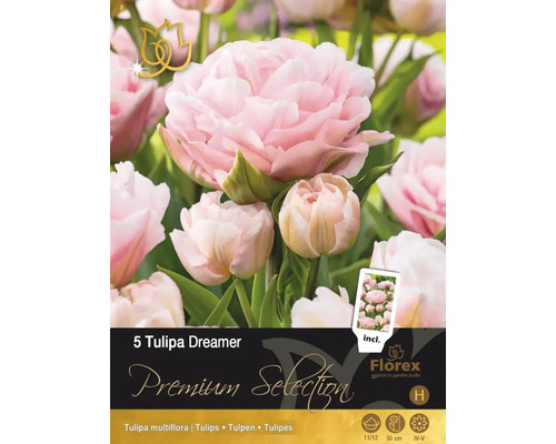 Blumenzwiebel Tulpe 'Dreamer' 5 Stück