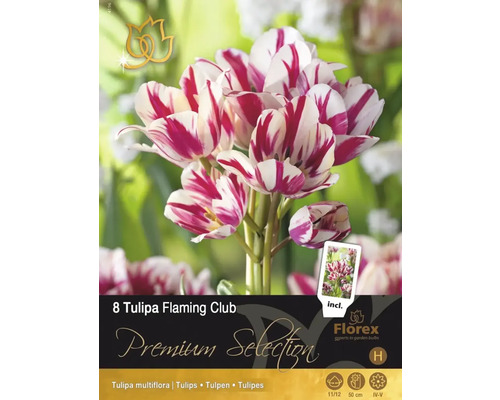 Blumenzwiebel Tulpe 'Flaming Club' 8 Stück