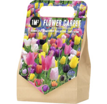 Blumenzwiebeln für einen Blütenteppich für 1 Quadratmeter, 50 Stück