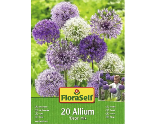 Blumenzwiebel Zierlauch FloraSelf 'Allium Deco Mix' 20 Stück