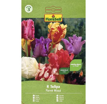 Blumenzwiebel Tulpe FloraSelf 'Papagei Tulpen Mischung' 8 Stück