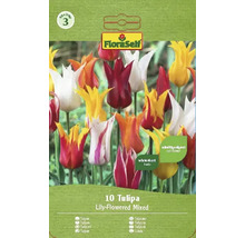 Verpackung mit zehn gemischten lilienblütigen Tulpen