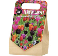 Verpackung Blumenzwiebeln für einen Blütenteppich mit 50 Stück