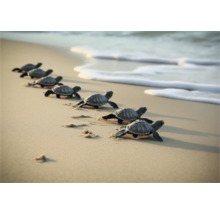 Une rangée de tortues de mer se dirige vers l''océan.