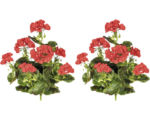 Géranium avec fleurs rouges et feuilles vertes