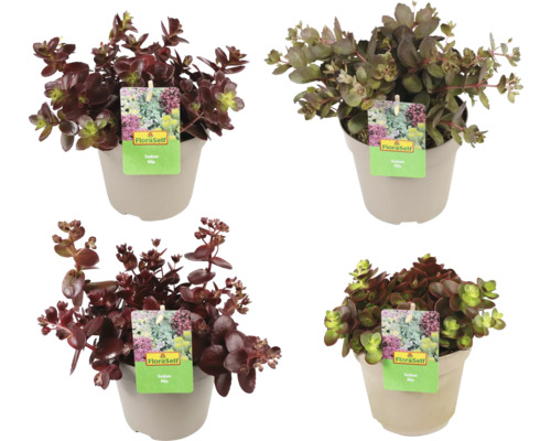 Différents orpins en pot