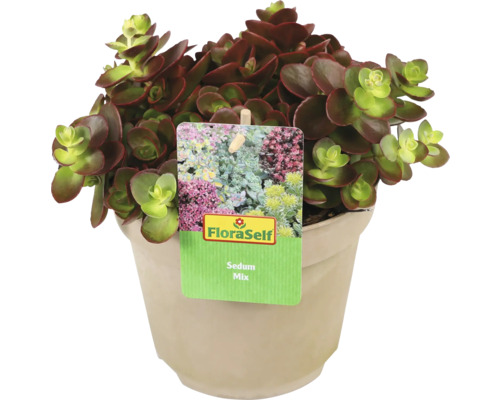 Plante Sedum Mix en pot avec étiquette FloraSelf