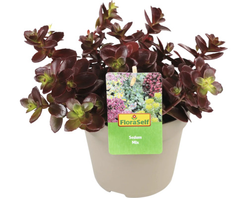 Plante Sedum Mix en pot