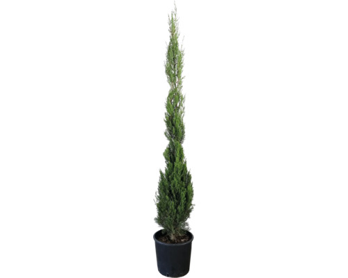 Faux cyprès 'Stricta' FloraSelf Cupressus sempervirens 'Stricta' h 125-150 cm Co 12 l