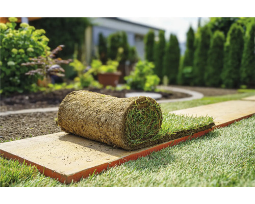 Un rouleau de gazon en plaques posé sur une planche dans le jardin.