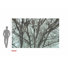 Papier peint photo Komar avec motif d'arbre, 250 x 400 cm