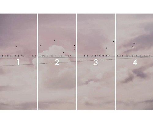 Illustration mit vier Bildern mit Vögeln auf einer Stromleitung vor einem bewölkten Himmel