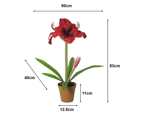Künstliche Amaryllis im Topf: Höhe 53 Zentimeter, Breite 50 Zentimeter, Topf 11 mal 12,5 Zentimeter, Blätter 40 Zentimeter.