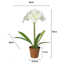 Weisse Amaryllis Kunstpflanze im Topf mit Massen: Höhe 53 Zentimeter, Breite 50 Zentimeter, Topf 11 Zentimeter hoch und 12,5 Zentimeter breit.
