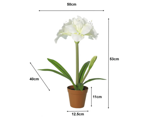 Weisse Amaryllis Kunstpflanze im Topf mit Massen: Höhe 53 Zentimeter, Breite 50 Zentimeter, Topf 11 Zentimeter hoch und 12,5 Zentimeter breit.